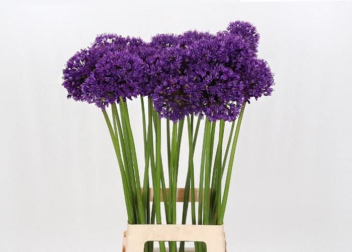 Allium Purple Sensation 70 cm