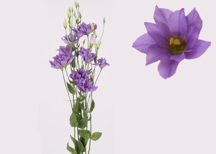 Hydrangea Week, New- and Seasonal flowers | Hilverda De Boer Norge