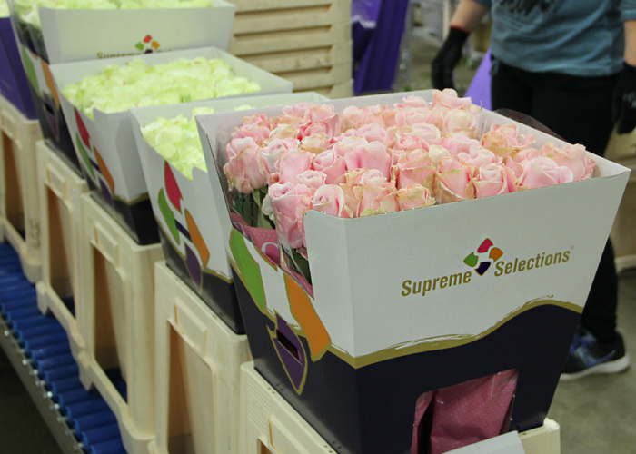 Arend Roses - Supreme Selections (7)