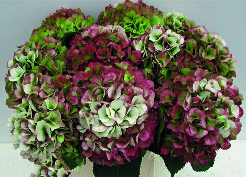 Hydrangea Verena Classic Tricolore (pink, green, white)- Limited availability