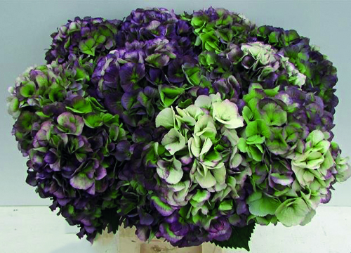 Hydrangea Verena Classic Tricolore (purple, green, white)- Limited availability