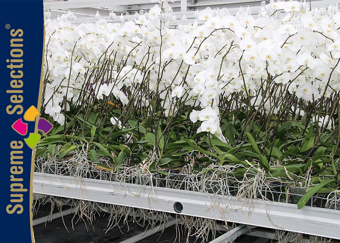 Ichtus Flowers Orchids Supreme Selections Phalaenopsis Roots