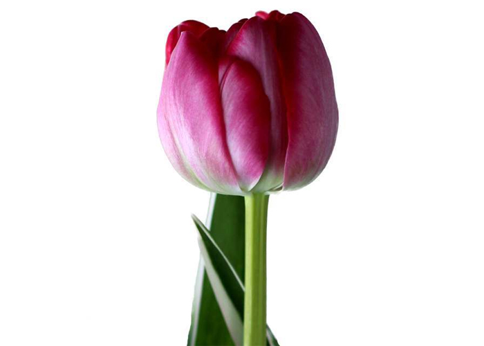 Tulips Beth Hart double