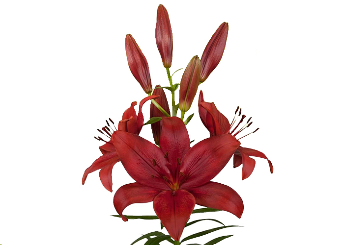 Lily or. Red Desire