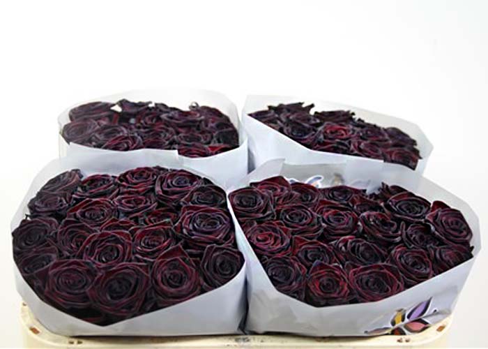 Roses dyed black