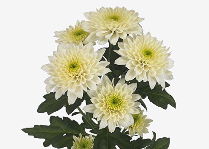 Chrysanthemum Vanilla Sorbet