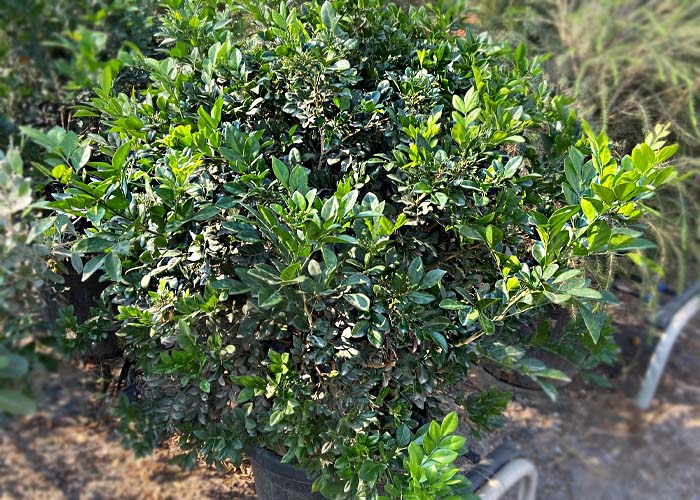 34. Murraya Paniculata bush Height 120 Pot size (L) 25 Pot size (cm) 35 b