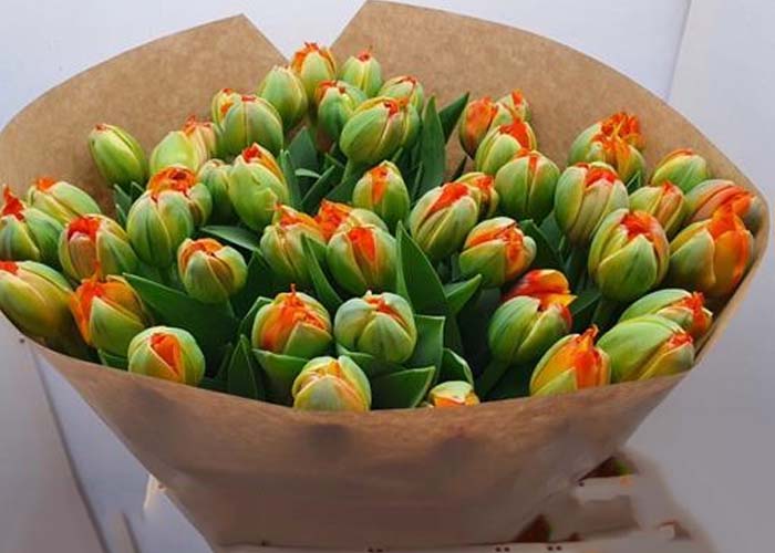 Tulips Kingsday double