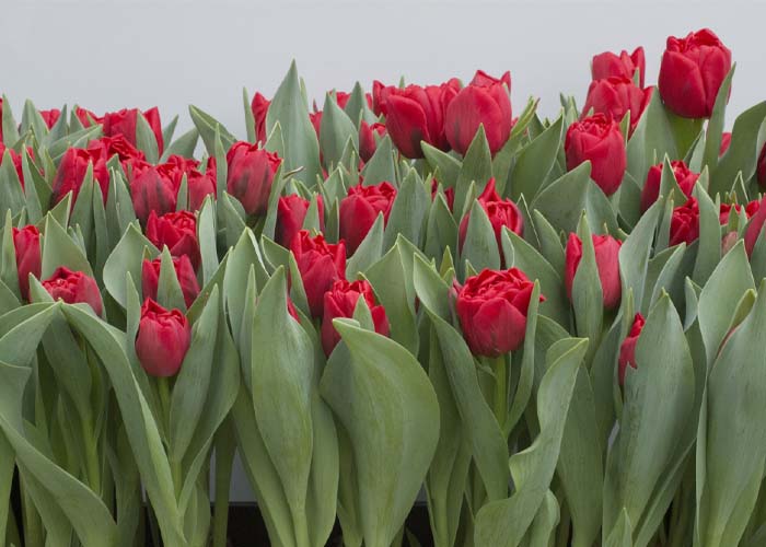 Tulips Mondiano double