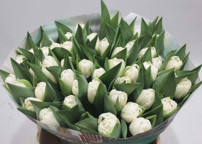 Tulips Silver Stone double