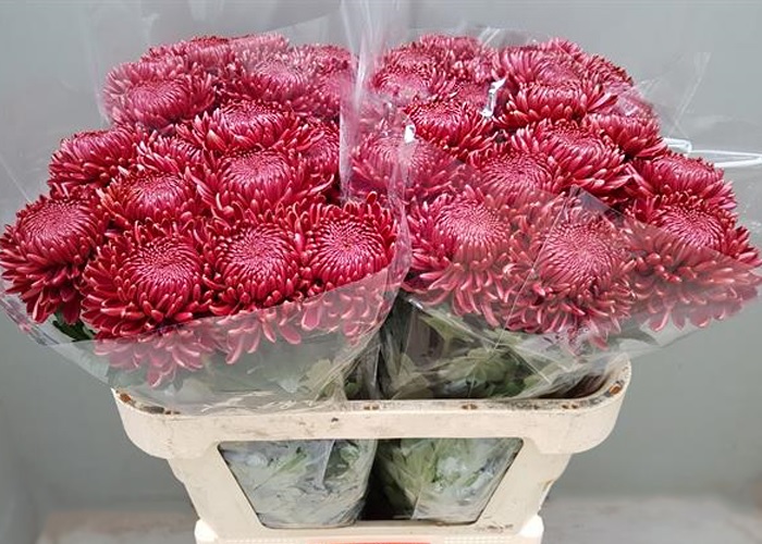 Chrysanthemum Bigoudi Red 1pt
